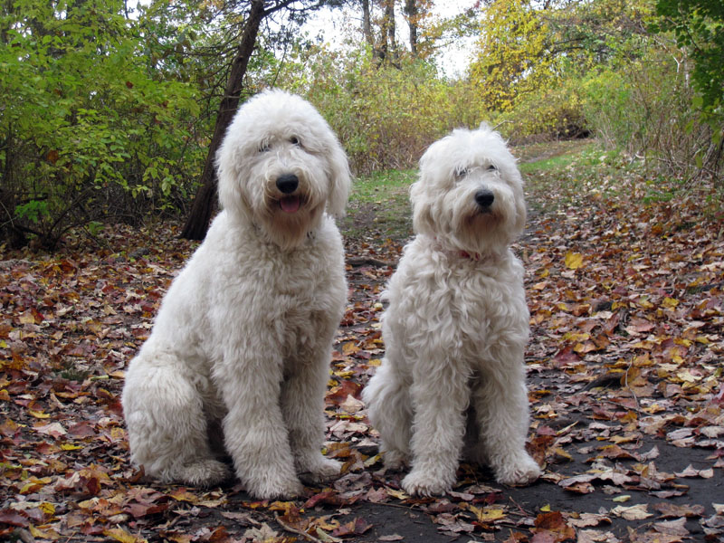 Goldendoodle pictures