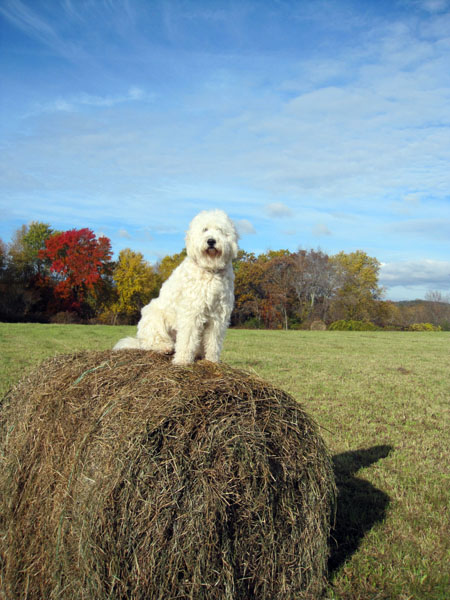 Goldendoodle pictures