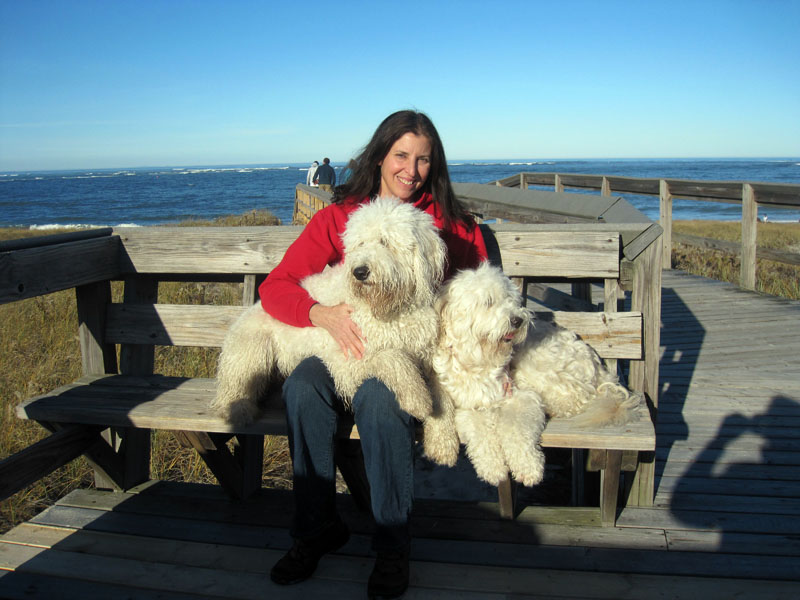 Goldendoodle pictures