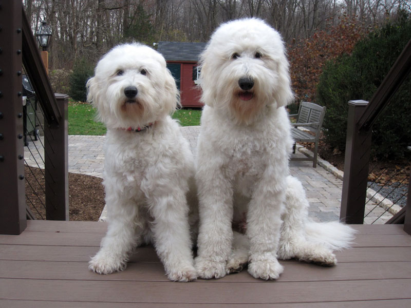 Goldendoodle pictures