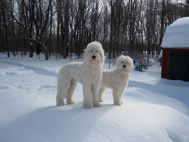Goldendoodle pictures