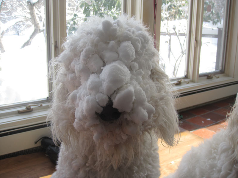 Goldendoodle pictures