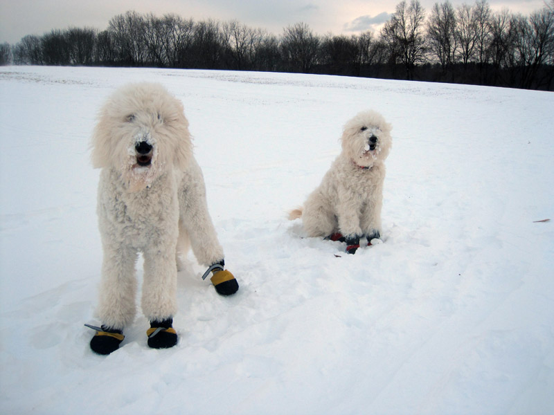 Goldendoodle pictures