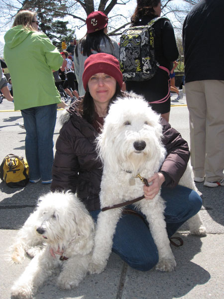 Goldendoodle pictures