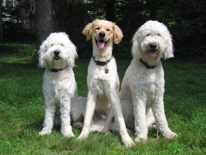Goldendoodle pictures