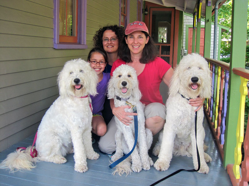 Goldendoodle pictures