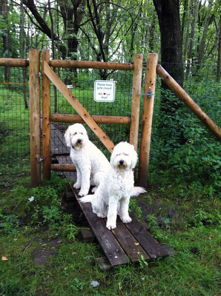 Goldendoodle pictures