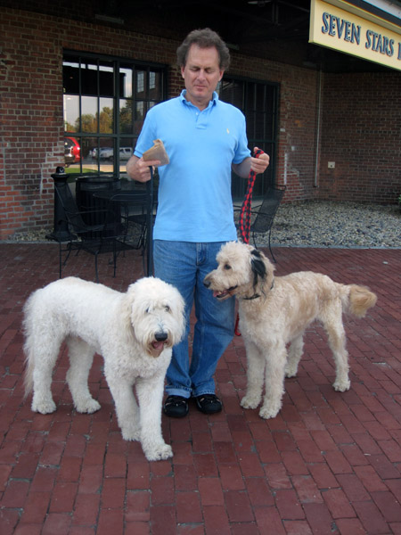 Goldendoodle pictures
