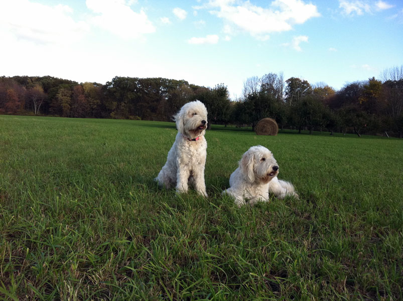 Goldendoodle pictures