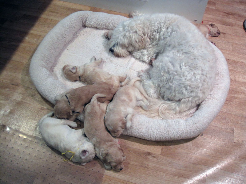 Goldendoodle pictures