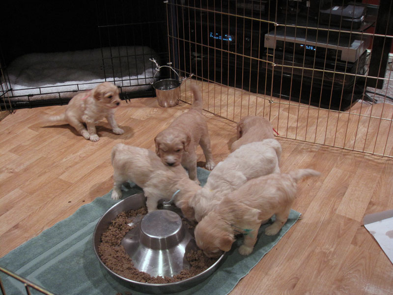 Goldendoodle pictures