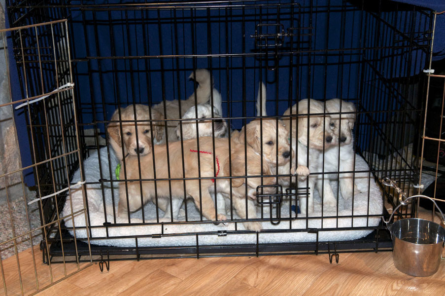 Goldendoodle pictures