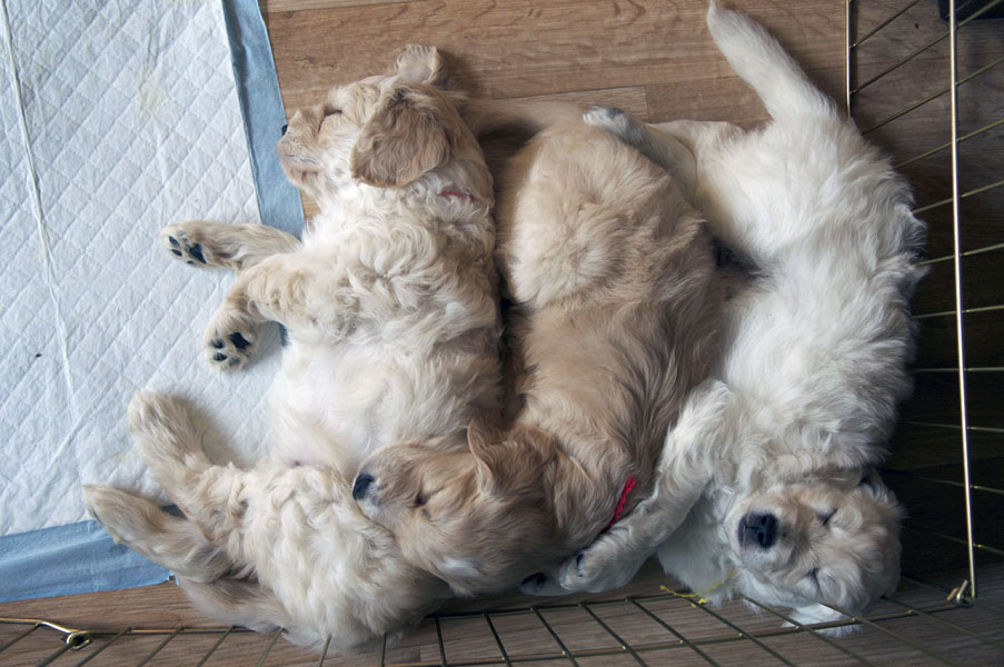 Goldendoodle pictures