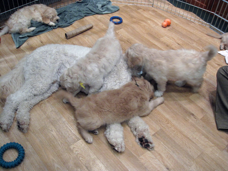 Goldendoodle pictures