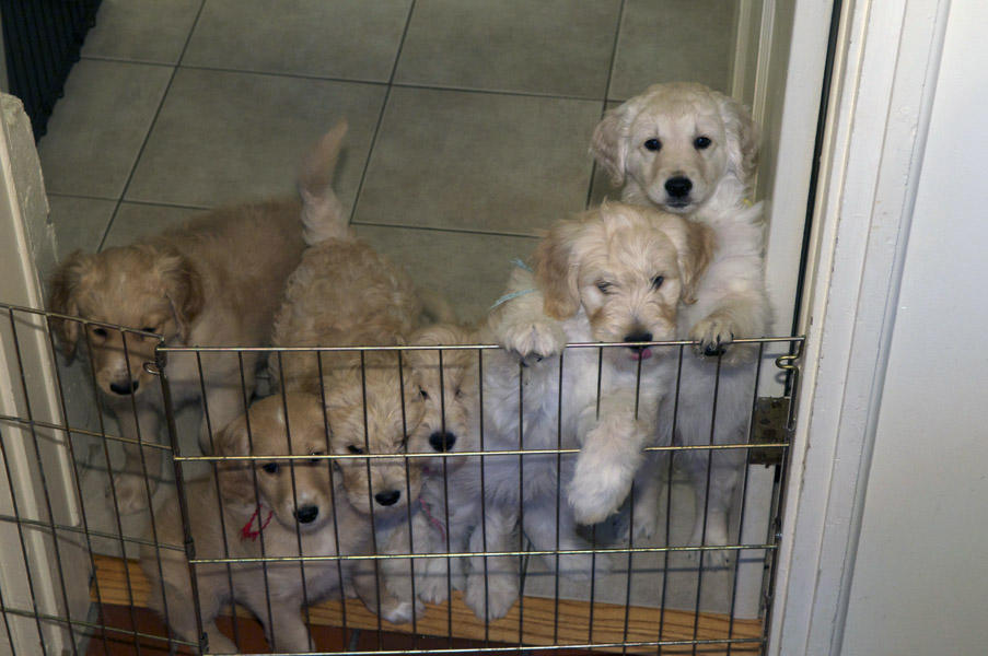 Goldendoodle pictures