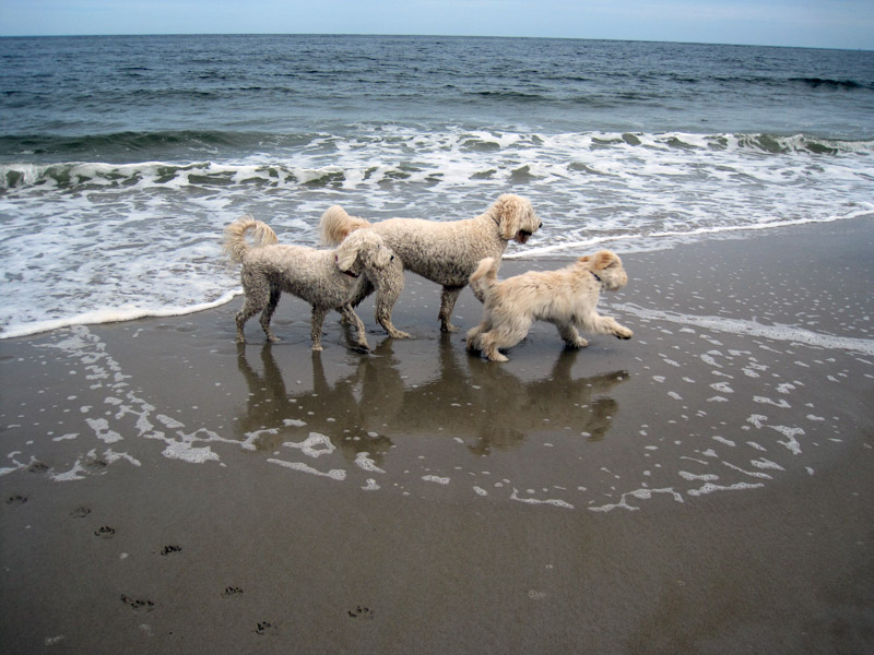 Goldendoodle pictures