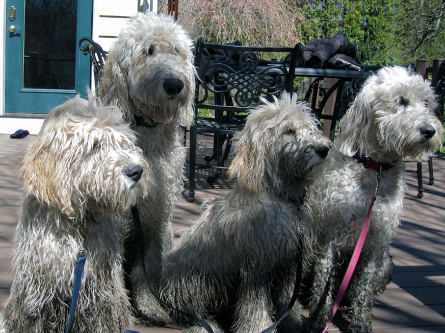 Goldendoodle pictures