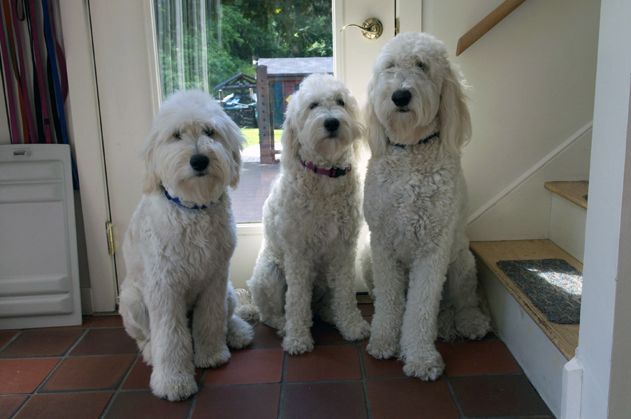 Goldendoodle pictures