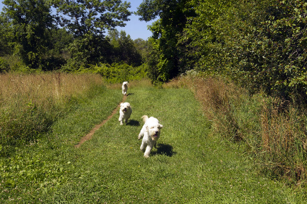 Goldendoodle pictures