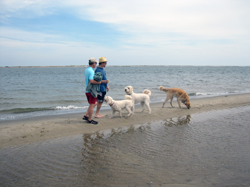 Goldendoodle pictures