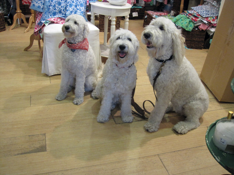 Goldendoodle pictures