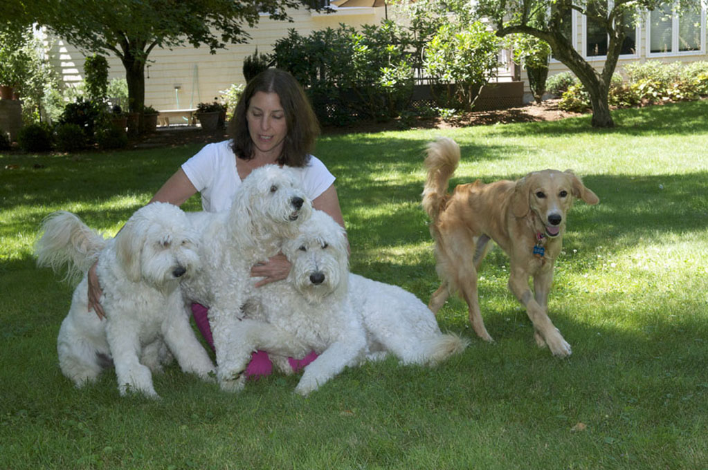 Goldendoodle pictures