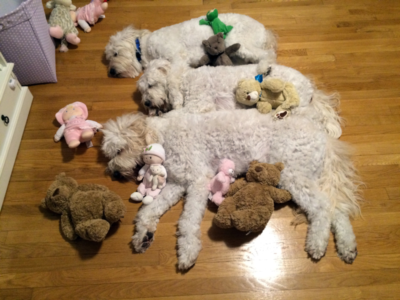 Goldendoodle pictures