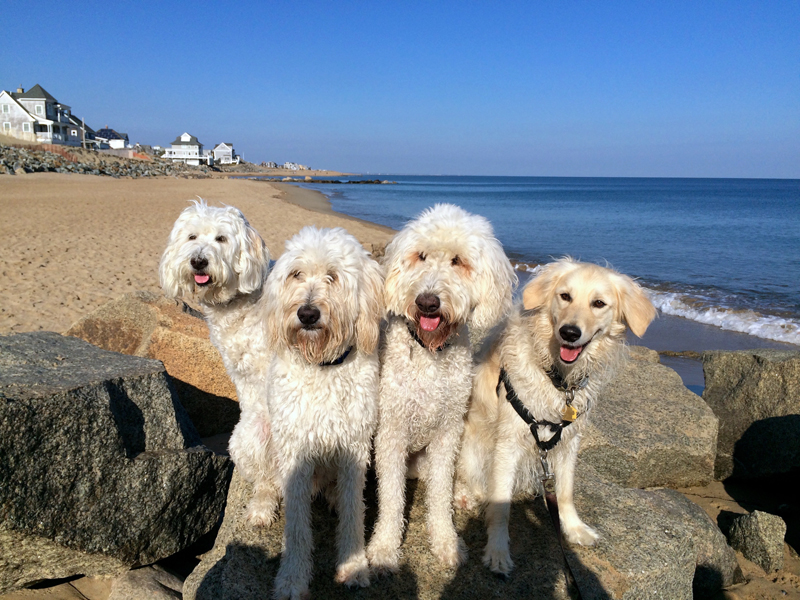 Goldendoodle pictures