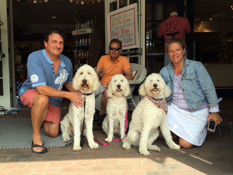 Goldendoodle pictures