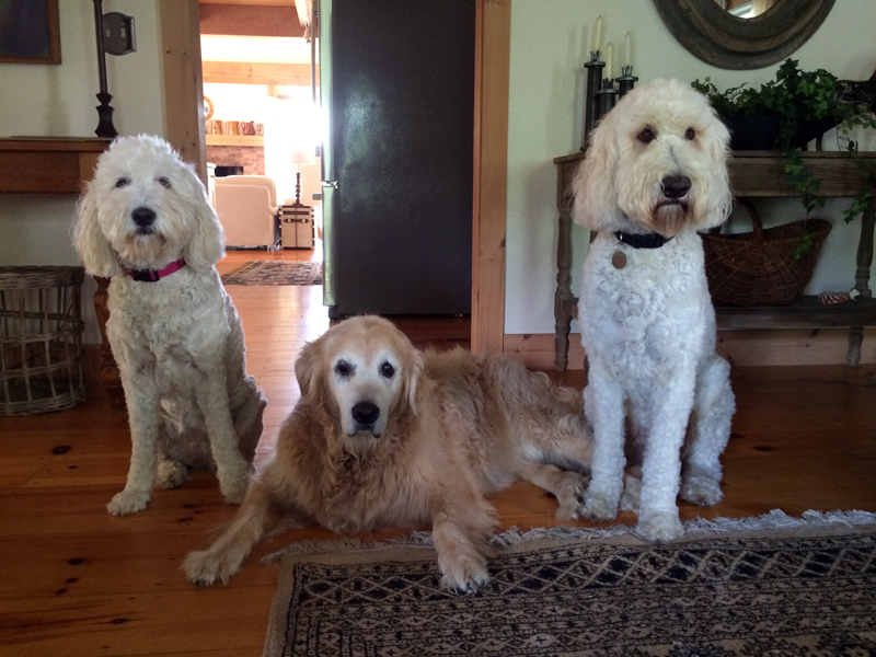 Goldendoodle pictures