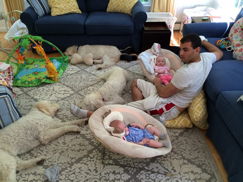 Goldendoodle pictures