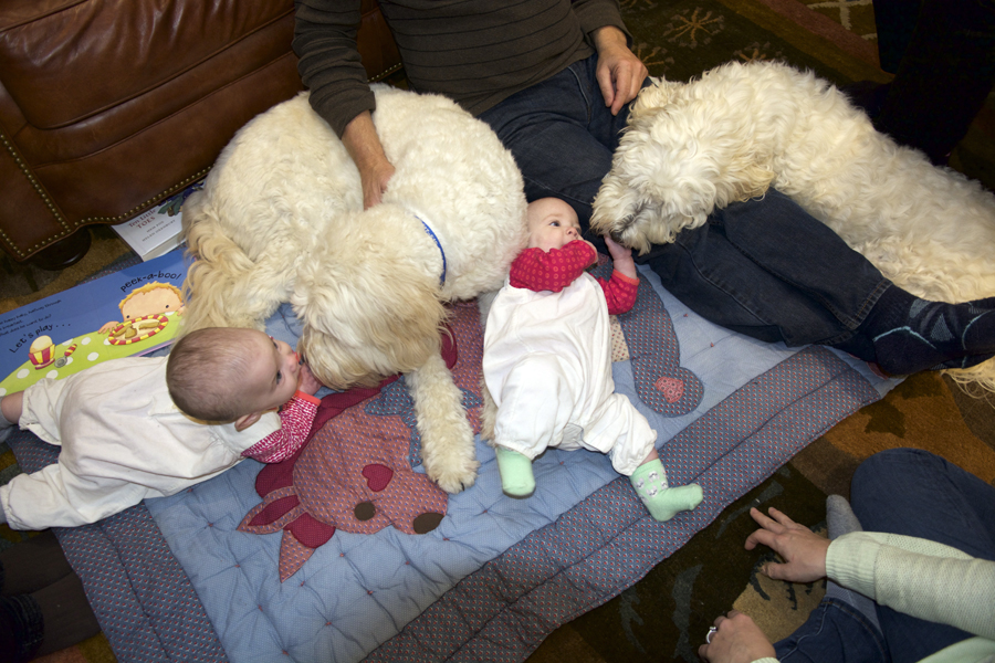 Goldendoodle pictures