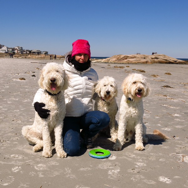 Goldendoodle pictures