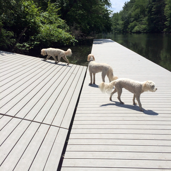 Goldendoodle pictures