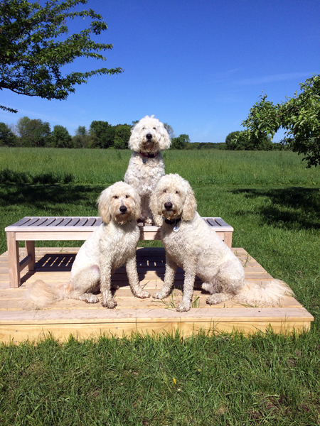 Goldendoodle pictures
