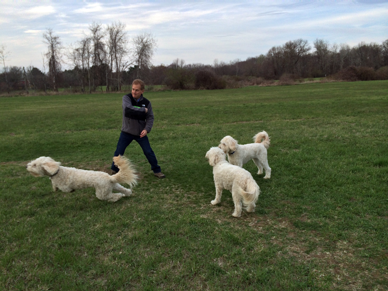 Goldendoodle pictures