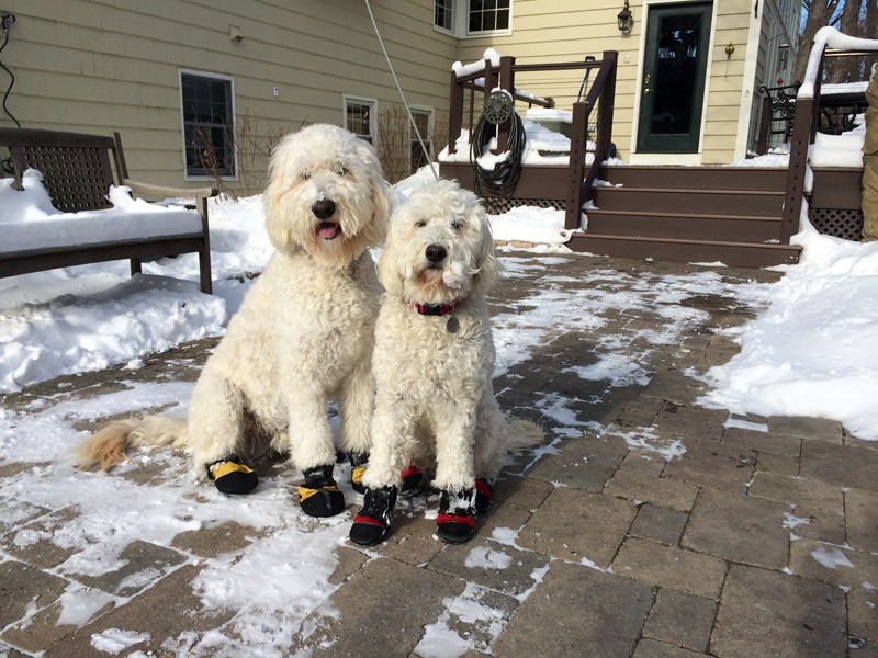 Goldendoodle pictures