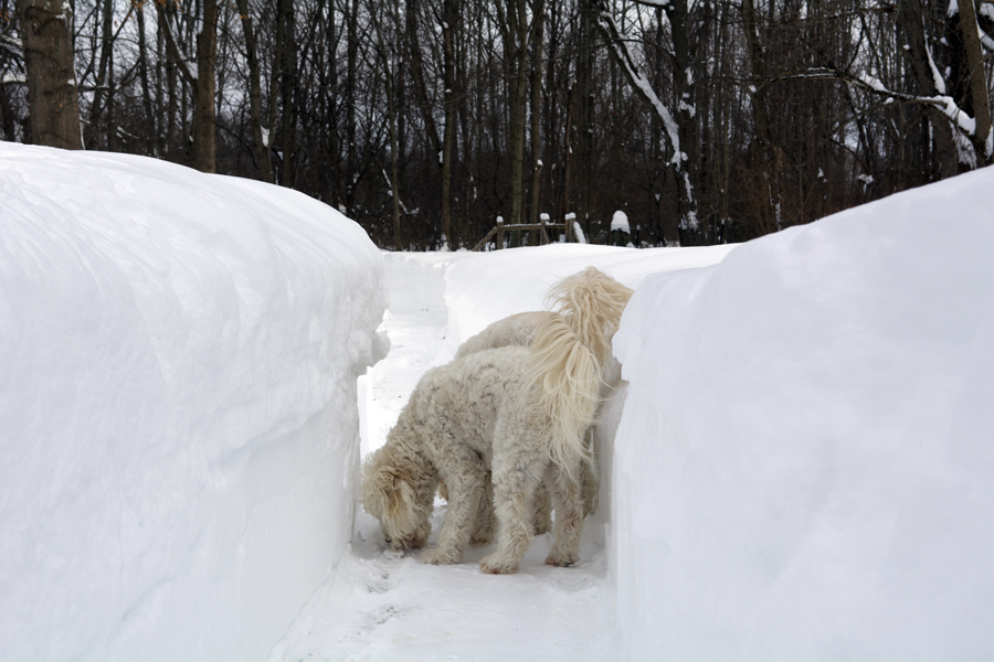 Goldendoodle pictures