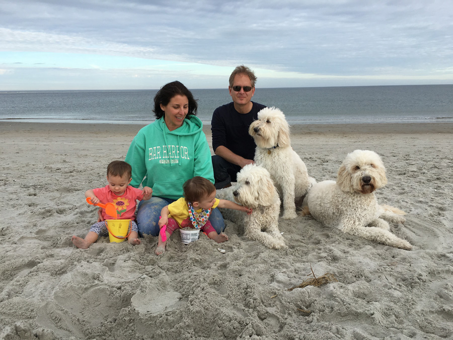 Goldendoodle pictures