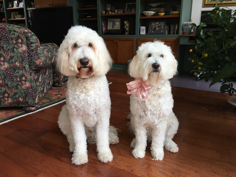 Goldendoodle pictures