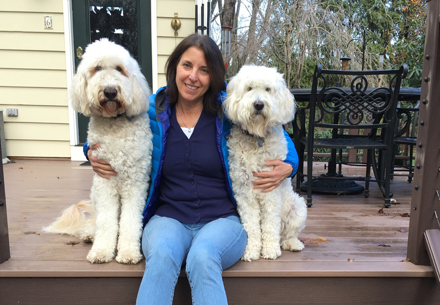 Goldendoodle pictures