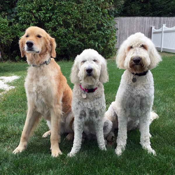 Goldendoodle pictures
