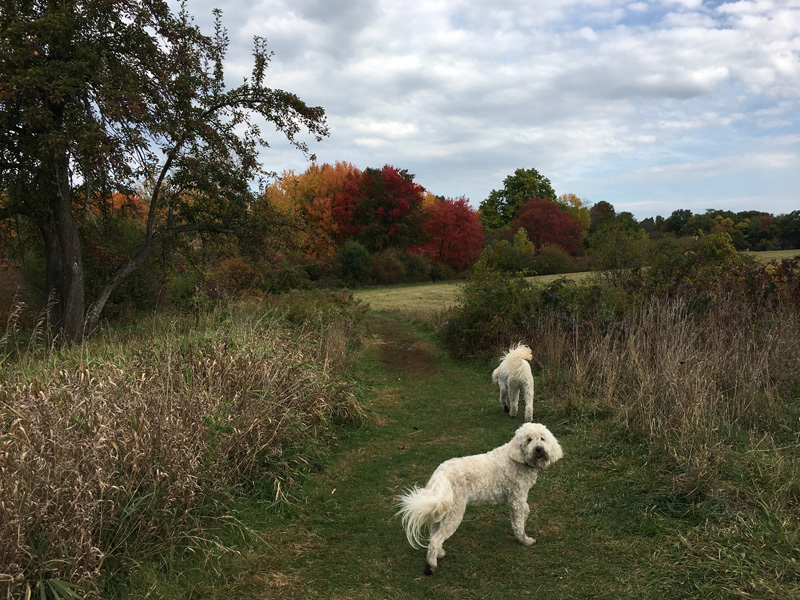 Goldendoodle pictures
