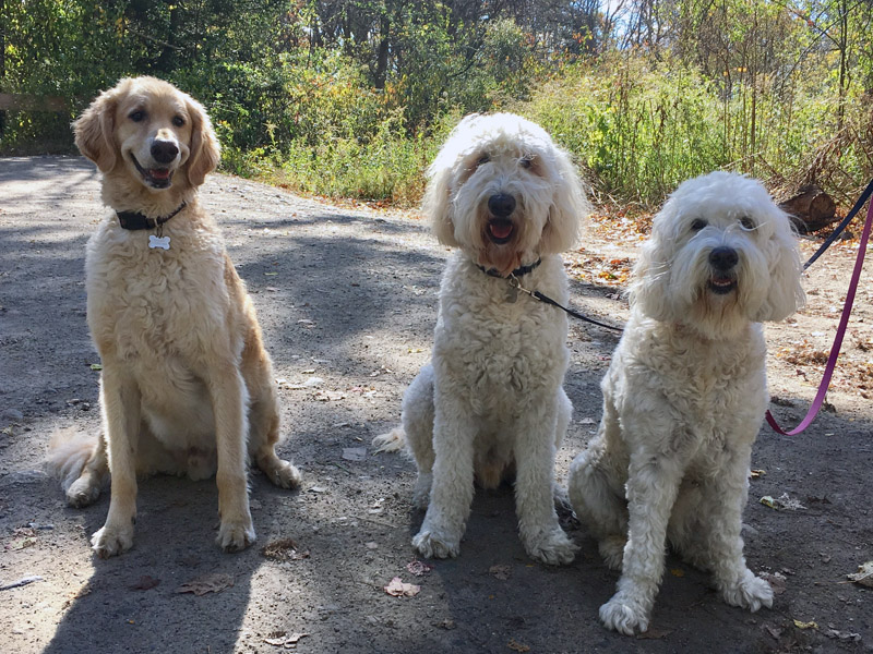 Goldendoodle pictures