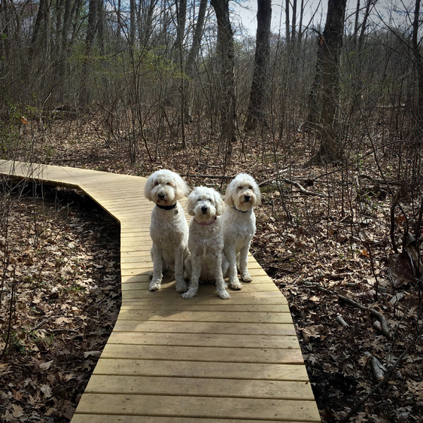 Goldendoodle pictures