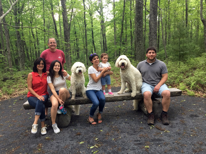 Goldendoodle pictures