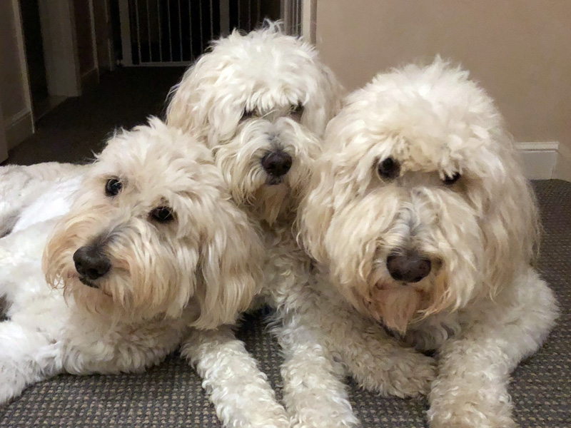 Goldendoodle pictures