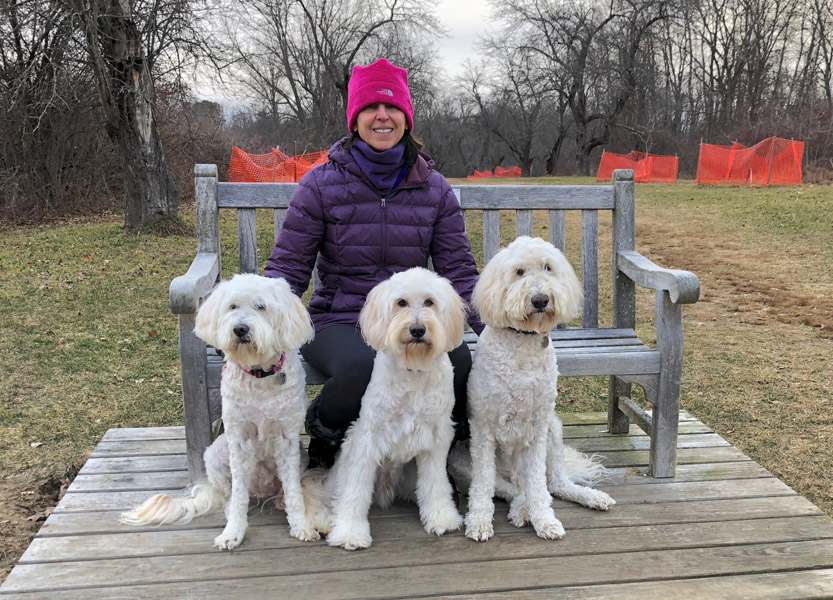 Goldendoodle pictures