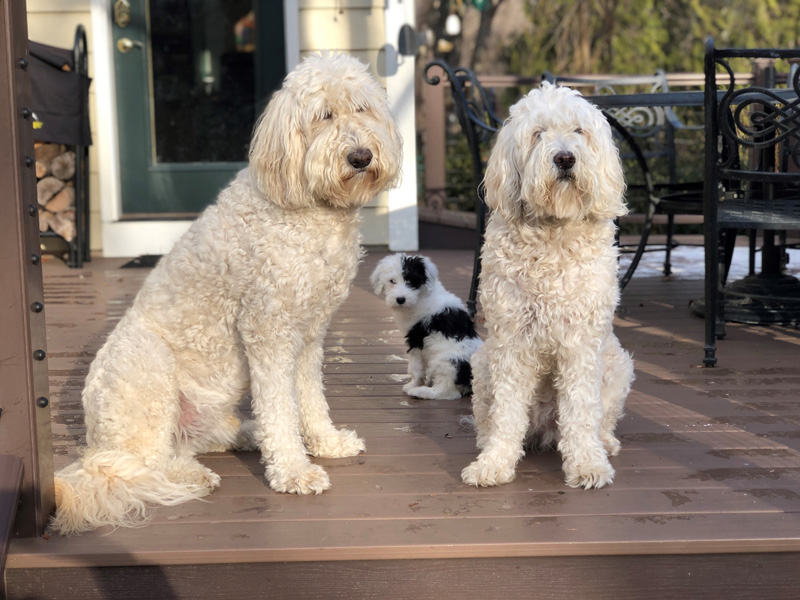 Goldendoodle pictures