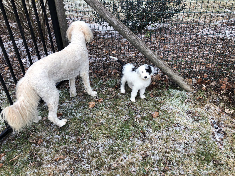 Goldendoodle pictures